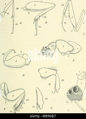 Entomologia - con particolare riferimento alla sua attività biologica e gli aspetti economici (1906) (14597379237) Foto Stock