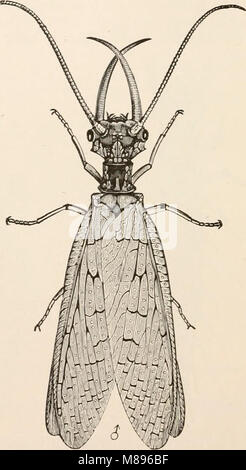 Entomologia per principianti; per l'uso di Young Folks, fruitgrowers, coltivatori e giardinieri; (1888) (14595666928) Foto Stock