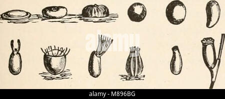 Entomologia per principianti; per l'uso di Young Folks, fruitgrowers, coltivatori e giardinieri; (1888) (14779930034) Foto Stock