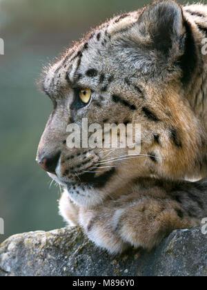 Ritratto di leopardo di neve in cattività o oncia Panthera uncia Foto Stock