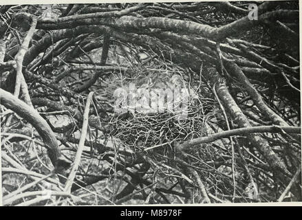 Saggi e le fotografie. Alcune specie di uccelli delle isole Canarie e in Sud Africa (1901) (14568733580) Foto Stock