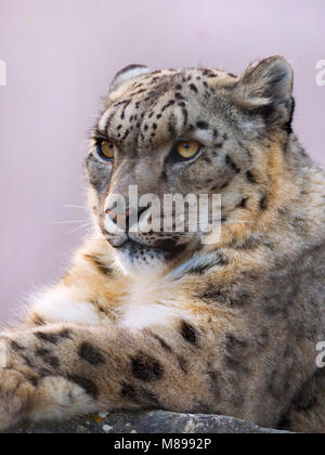 Ritratto di leopardo di neve in cattività o oncia Panthera uncia Foto Stock