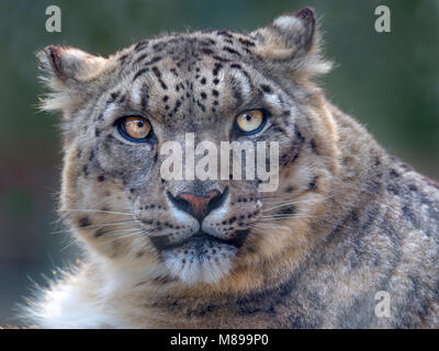 Ritratto di leopardo di neve in cattività o oncia Panthera uncia Foto Stock