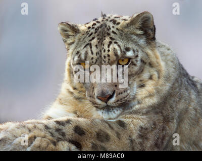 Ritratto di leopardo di neve in cattività o oncia Panthera uncia Foto Stock