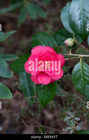 Camellia japonica fiore in marzo. Regno Unito Foto Stock