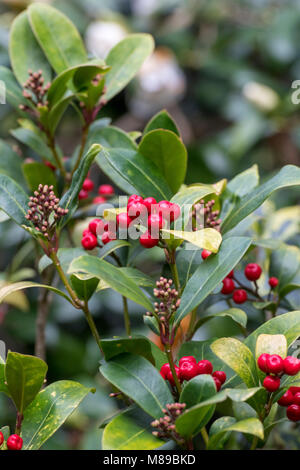 Skimmia japonica 'Highgrove redbud' bacche di marzo. Regno Unito Foto Stock