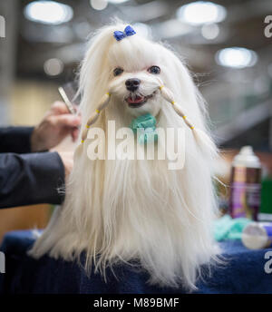 Un Maltese essendo curato pronto per giudicare al Crufts dog show Foto Stock