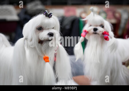 Due cani maltesi al Crufts dog show NEL REGNO UNITO Foto Stock