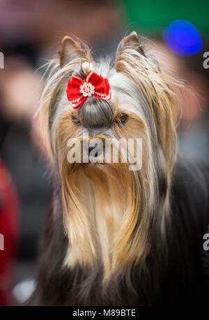 Un Yorkshire Terrier curato e pronto per essere giudicato al Crufts dog show Foto Stock