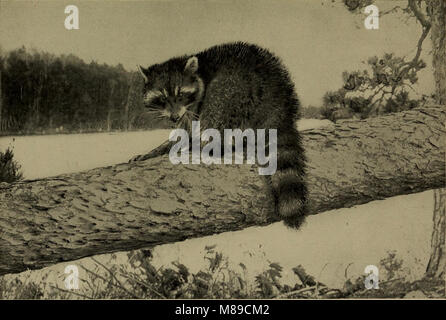 La vita familiare in campo e del bosco; gli animali, uccelli, rane e salamandre (1898) (14568966597) Foto Stock