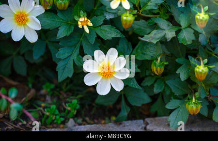 Bella bianco dahlia Bambino fiore sboccia nel giardino Foto Stock