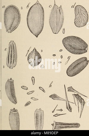 Una guida pratica alle erbe agricole negli Stati Uniti, incentrata sulla coltivazione di erba, sui metodi di semina, sulla gestione dei pascoli e sulle migliori varietà. Copre anche le impurità dei semi e i tipi di erba adatti a vari climi e scopi. Foto Stock