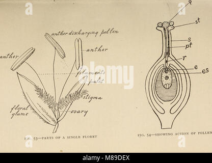 Erbe azienda agricola degli Stati Uniti; una pratica trattato sul raccolto di erba, la semina e la gestione di prati e pascoli, descrizioni delle migliori varietà, le sementi e le sue impurezze, erbe per (14593606508) Foto Stock