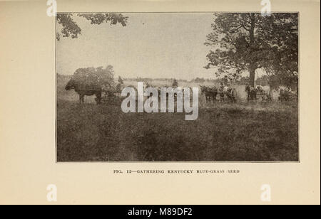 "Farm Grasses of the United States" fornisce indicazioni pratiche sulla coltivazione, la gestione e la selezione delle varietà di erba da coltivare, comprese le tecniche di semina, la cura dei pascoli e le impurità dei semi. Foto Stock