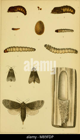 Quinta relazione degli Stati Uniti Commissione entomologica, essendo una rivista e ampliata edizione del Bollettino n. 7, su insetti dannosi per la foresta e alberi di ombra (1890) (14591231478) Foto Stock