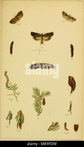 Quinta relazione degli Stati Uniti Commissione entomologica, essendo una rivista e ampliata edizione del Bollettino n. 7, su insetti dannosi per la foresta e alberi di ombra (1890) (14591387357) Foto Stock