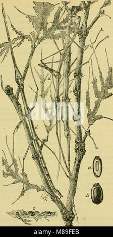 Il quinto rapporto della Commissione entomologica degli Stati Uniti (1890) affronta l'impatto degli insetti sulle foreste e sugli alberi ombreggiati, offrendo informazioni sulle specie di insetti che danneggiano questi alberi e sui metodi per il loro controllo e la loro gestione. Foto Stock