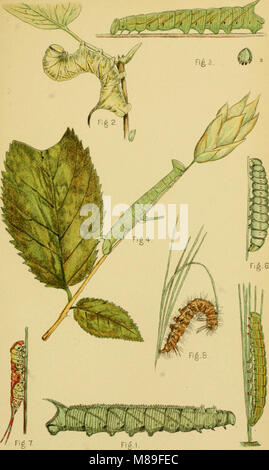 Quinta relazione degli Stati Uniti Commissione entomologica, essendo una rivista e ampliata edizione del Bollettino n. 7, su insetti dannosi per la foresta e alberi di ombra (1890) (14775536324) Foto Stock