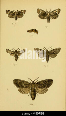 Quinta relazione degli Stati Uniti Commissione entomologica, essendo una rivista e ampliata edizione del Bollettino n. 7, su insetti dannosi per la foresta e alberi di ombra (1890) (14777879645) Foto Stock