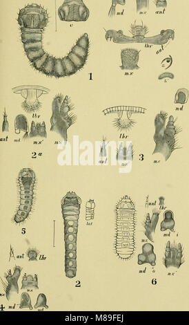 Quinta relazione degli Stati Uniti Commissione entomologica, essendo una rivista e ampliata edizione del Bollettino n. 7, su insetti dannosi per la foresta e alberi di ombra (1890) (14797781383) Foto Stock