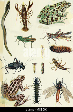 Questo lavoro presenta una guida per i pescatori, che mostra varie adesioni e esche, tra cui le adesioni naturali galleggianti artificiali, con raffigurazioni illustrate di creature che pescano. Include anche carte che mostrano i luoghi di pesca. Foto Stock
