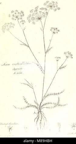 Flora scotica- o una disposizione sistematica, nel metodo Linnaean, delle piante native della Scozia e Ebridi (1777) (14578506130) Foto Stock