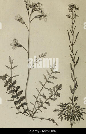 Flora scotica- o una disposizione sistematica, nel metodo Linnaean, delle piante native della Scozia e Ebridi (1777) (14586277790) Foto Stock