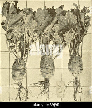 Per le colture foraggere per imbrattare, insilato, fieno e pascolo (1907) (14783533415) Foto Stock