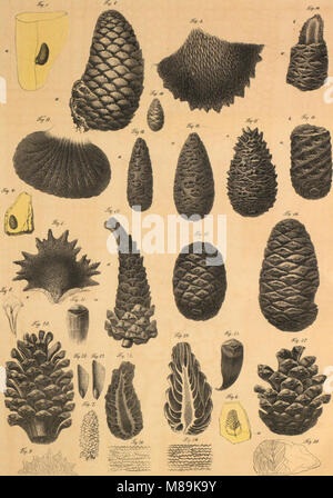 Questo lavoro del 1845 esamina i materiali organici intrappolati nell'ambra di epoca preistorica. Si concentra su esemplari fossili, offrendo informazioni sulle forme di vita antiche conservate nell'ambra. Foto Stock