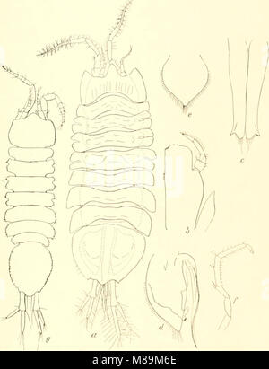 Die Isopoden der Deutschen Sdpolar-Expedition, 1901-1903 (1914) (20935938691) Foto Stock