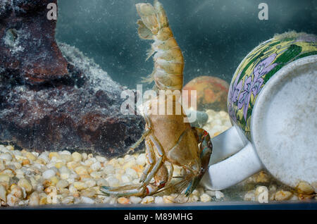 Australian yabby shedded il suo guscio in un acquario. Foto Stock