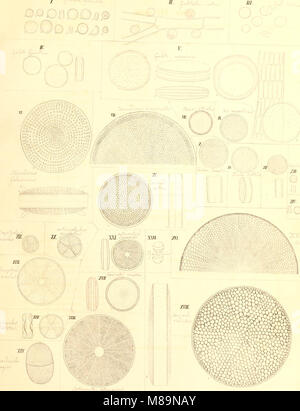 Die kieselschaligen Bacillarien oder Diatomeen (1844) (20307777783) Foto Stock