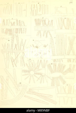 Die kieselschaligen Bacillarien oder Diatomeen (1844) (20307806313) Foto Stock