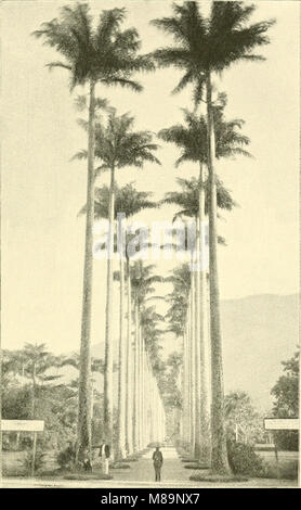 Da Palm a glacier; con un interludio- Brasile, Bermuda e Alaska; (1892) (14763820074) Foto Stock