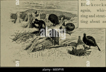 Selvaggina di penna e riprese-bozzetti - che illustra le abitudini, modalità di cattura, fasi del piumaggio e la hybirds e varietà che si verificano tra di loro (1894) (14748975731) Foto Stock