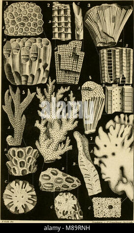 Questo lavoro del 1860 fornisce una classificazione scientifica di Actinozoa (radiati), spiegando le loro classi e ordini attraverso descrizioni scritte e illustrazioni. Foto Stock