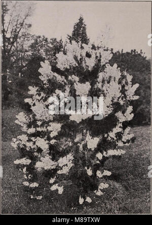 Catalogo generale - frutta e alberi ornamentali, arbusti, rose (1902) (20541848536) Foto Stock