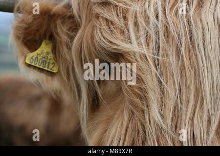 (Bos primigenius) Taurus (Highland vacca). Foto Stock