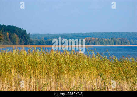 Reed sulla riva del lago nella provincia La Masuria. La Polonia, l'Europa. Foto Stock