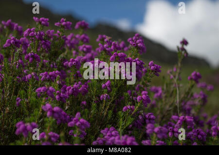 Bella viola Bell Heather in piena fioritura contro a sfocare lo sfondo di montagna. Foto Stock