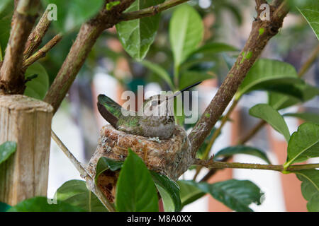 Hummingbird madre premurosa per i suoi giovani. Foto Stock