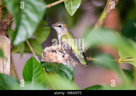 Hummingbird madre premurosa per i suoi giovani. Foto Stock