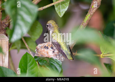 Hummingbird madre premurosa per i suoi giovani. Foto Stock