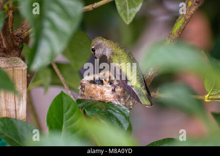 Hummingbird madre premurosa per i suoi giovani. Foto Stock