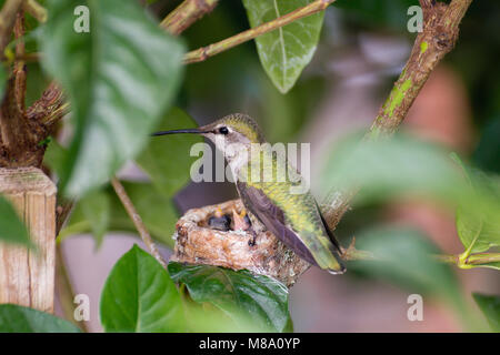 Hummingbird madre premurosa per i suoi giovani. Foto Stock