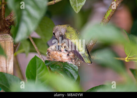 Hummingbird madre premurosa per i suoi giovani. Foto Stock