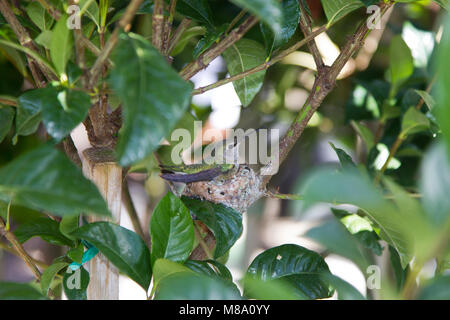 Hummingbird madre premurosa per i suoi giovani. Foto Stock