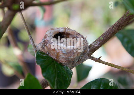 Hummingbird madre premurosa per i suoi giovani. Foto Stock