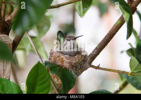 Hummingbird madre premurosa per i suoi giovani. Foto Stock