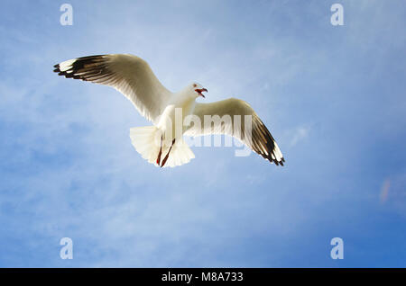 Argento (gabbiano Chroicocephalus novaehollandiae) in volo che mostra la visualizzazione territoriale Foto Stock